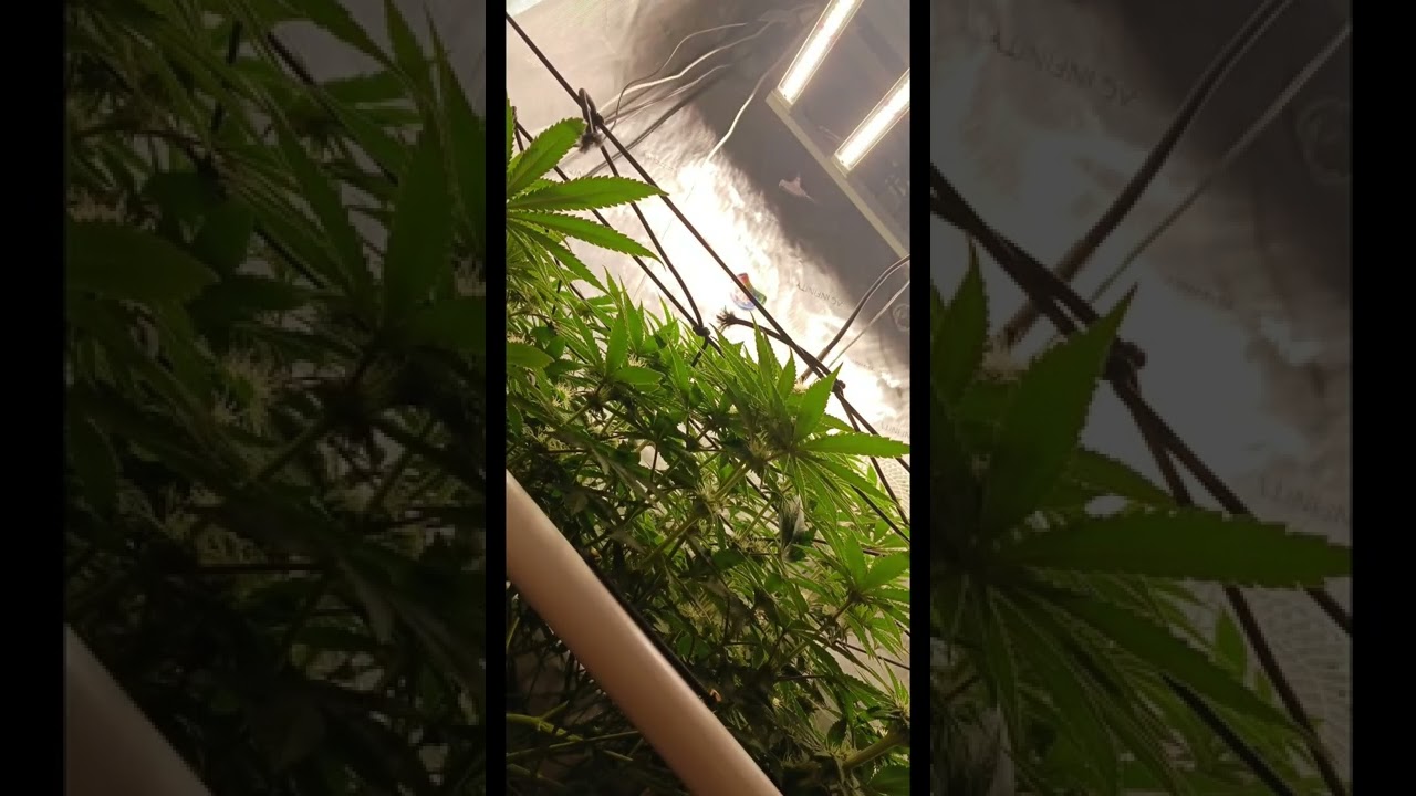 Mimosa x orange punch week 4 and 4 1/2