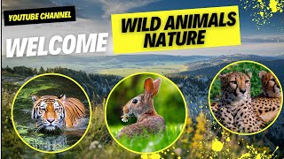 Secrets of Calming Nature Sounds and Wild Animals /Природа и Дикие Животные