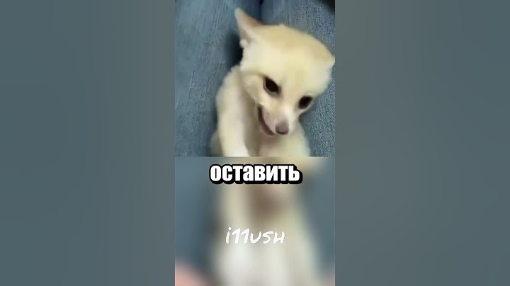 Котенок с сюрпризом