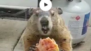 Gemas! Marmot Gendut Ini Asyik Kunyah Pizza di Depan Rumah Warga