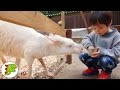 おでかけ 富士サファリパークに行ったよpart２❤動物園 Toy Kids トイキッズ anpanman