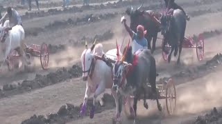 Chikya Arjun Gat P Bailgada Sharyat