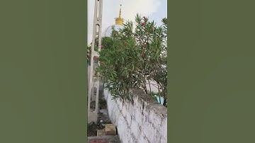 ya sayd peer sarkar #shortsviral #video #islamicvideo #allah #hereafter #shortvideos #viral