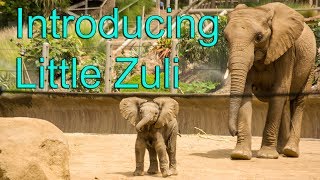 Enter Umzula Zuli! (Three Weeks Old)