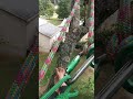 Ulmus americana a little gusty... #arborist #tree #climbing #treeclimbing #rope #forest