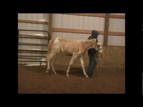 2010 Palomino Overo Stallion ~ REI Cadbury Bonanza