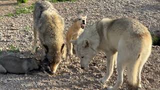 Якутский волк со своим потомством делят ужин 🐤