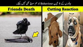 8 Most Unusual Animal Behaviour Ever Seen | جانوروں کی عجیب حرکتیں | Haider Tv