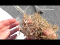 Baby Hermit Crabs
