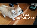 すぐキレるポメラニアン61 しょうちゃんおらんなってキレるコタ復活!!