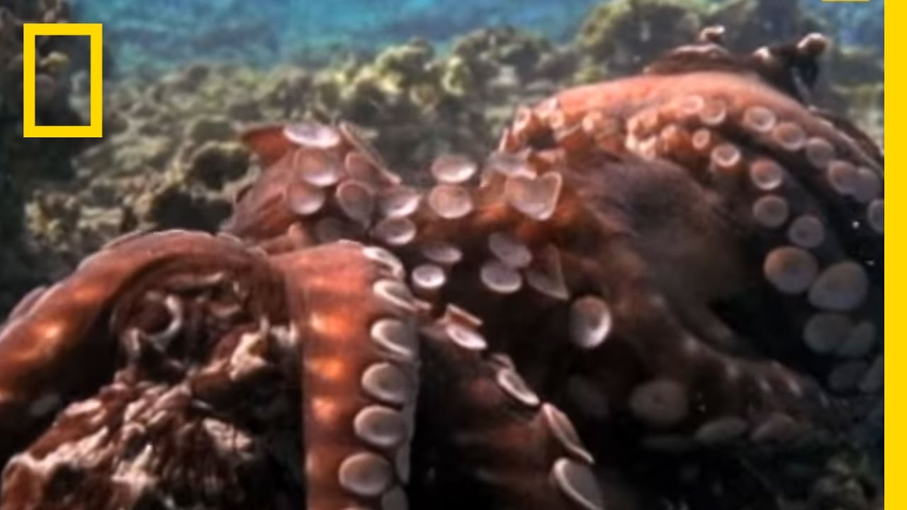 Octopus Feeding, Mating and Development | Sea Life, Islands and Oceania —  Facts and Details