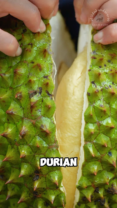 Strange spiky fruit called durian