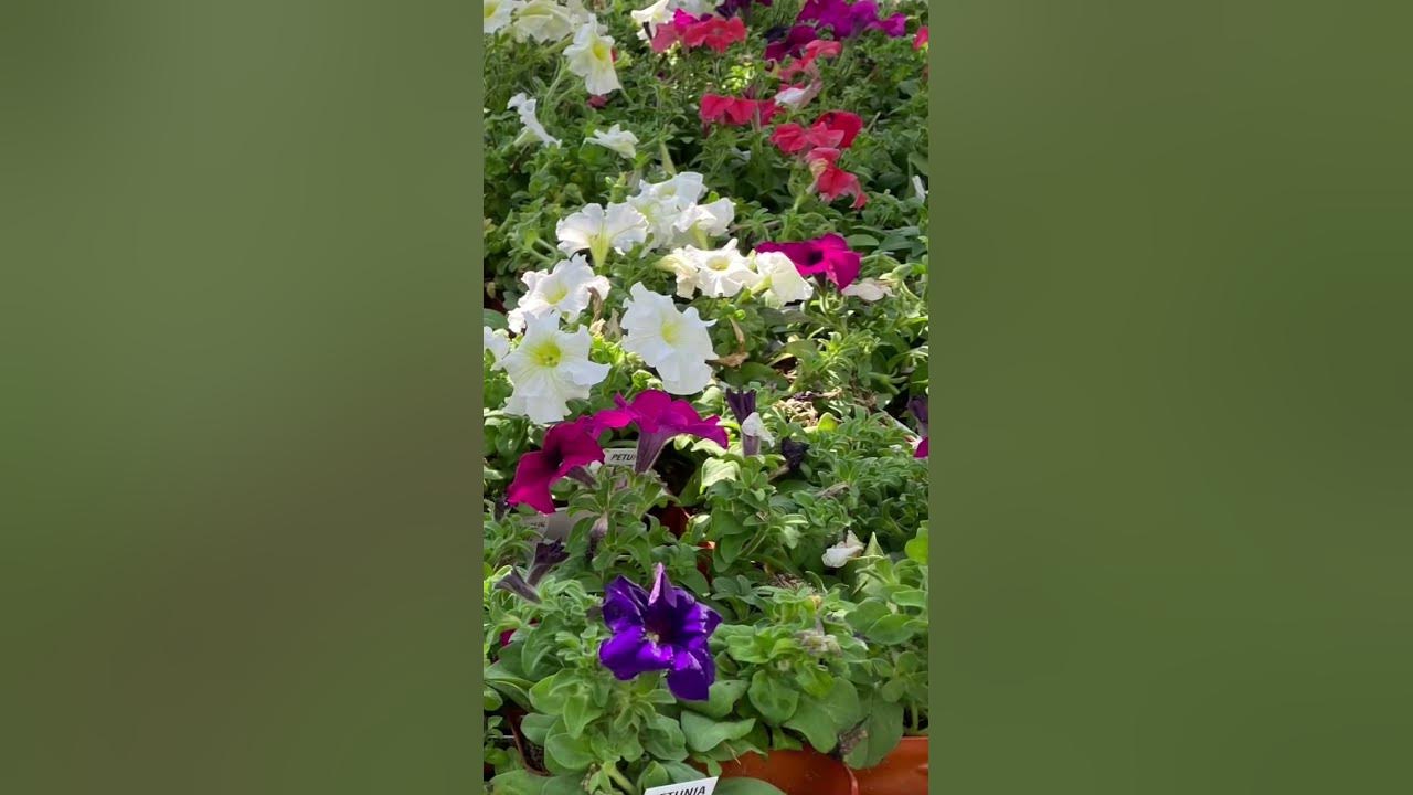 Beautiful Flower At Menards Summer 2023 ️👌shorts YouTube