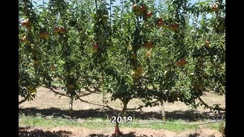 AG. ANP-0534 Four Leader Open Tatura D6.Nij Rootstocks