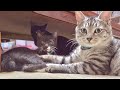 何かしら悪さが止まらない猫達。