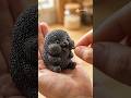 VIRAL Black Sesame Kawaii Creature ⚫ ASMR Cute Food Art | Munchablebites | Nutrient-Packed Superfood