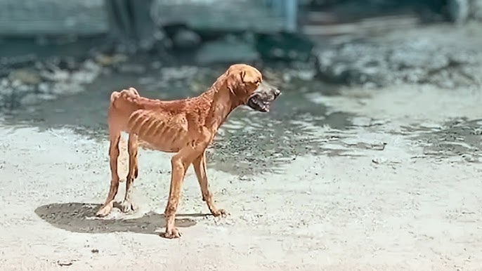 The dog cried when he was fed after 3 weeks in the sun and the miracle happened - YouTube