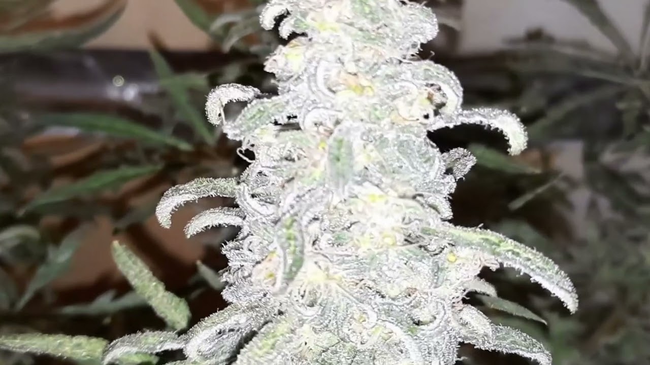 Freakshow auto cross. F3 seed plant harvested.