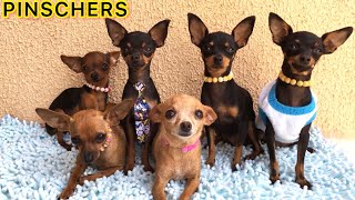 11 MANEIRAS DE OS CACHORROS PINSCHERS DIZEREM ´´EU TE AMO`` | Vídeo Fantástico | PINSCHER FILHOTES