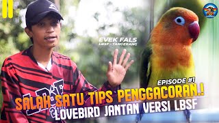 SALAH SATU TIPS PENGGACORAN LOVEBIRD JANTAN VERSI LBSF TANGERANG || SERIAL LOVEBIRD EPS #01