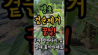 &quot;땡초 고추 키우기 꿀팁! 땡초 곁순 제거로 풍성한 수확을&quot;