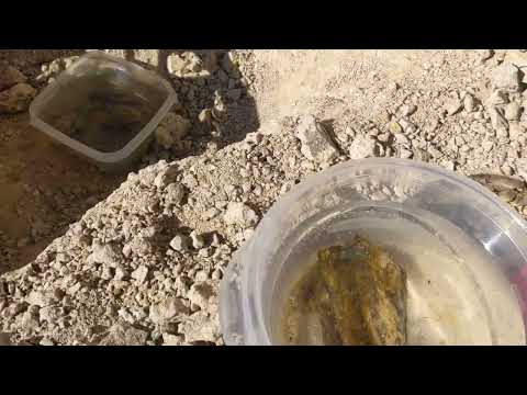 Royal Peacock Opal Mine Nevada