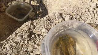 [pt2]Opal Mining at the Royal Peacock Opal Mine - Virgin Valley Nevada - Looking for Opal Limbcasts!