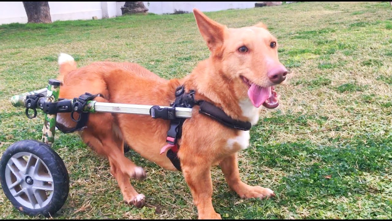 AMAZING DOG IN WHEELCHAIR GOES CRAZY AFTER BEST FRIEND RETURNS HOME