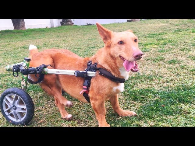 AMAZING DOG IN WHEELCHAIR GOES CRAZY AFTER BEST FRIEND RETURNS HOME