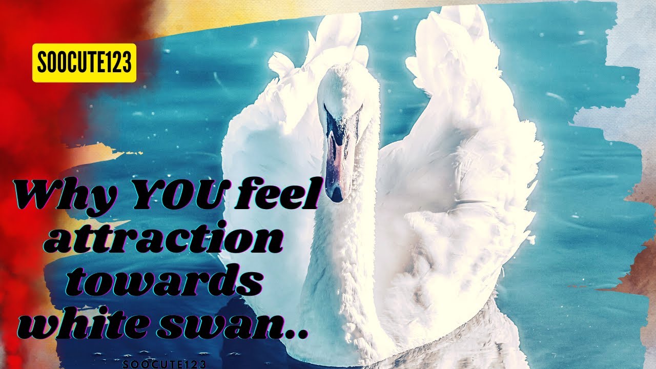 ready steady go!! || Rajhans || Geese || White Ducks || Big Ducks || swan 