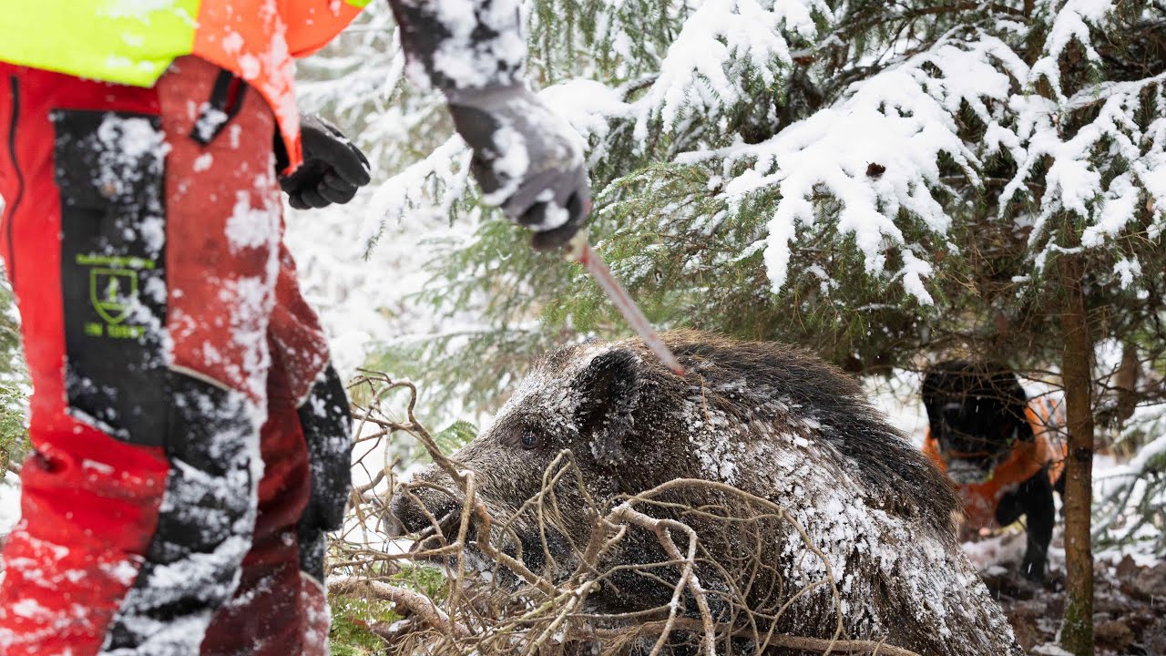 Drückjagd im Schnee