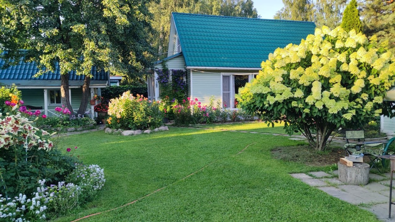 Обо всём понемногу. Начинается цветение гортензий. Ленинградская область.