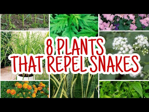 Worried Of snakes These Plants Will Repel Snakes From Your Garden