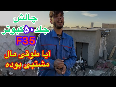 آیا طوقی سرخ که غریب گرفته بودم مال مشتبی بوده برسی علت خطا طوقی سرخ ویو عالی جفتگاه سوزان اهوازی