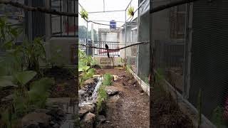 Nesting Murai Batu's Bird #birds #nest #vlog