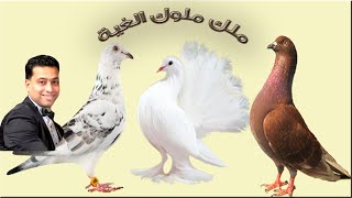 لقاء مع عم صابر الخضري ابو سيف وفرجة عروض مجموعة حمام للبيع