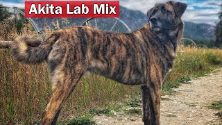 Akita Lab Mix: The Great Guard Dog or Amazing Family Pet @cross breeds