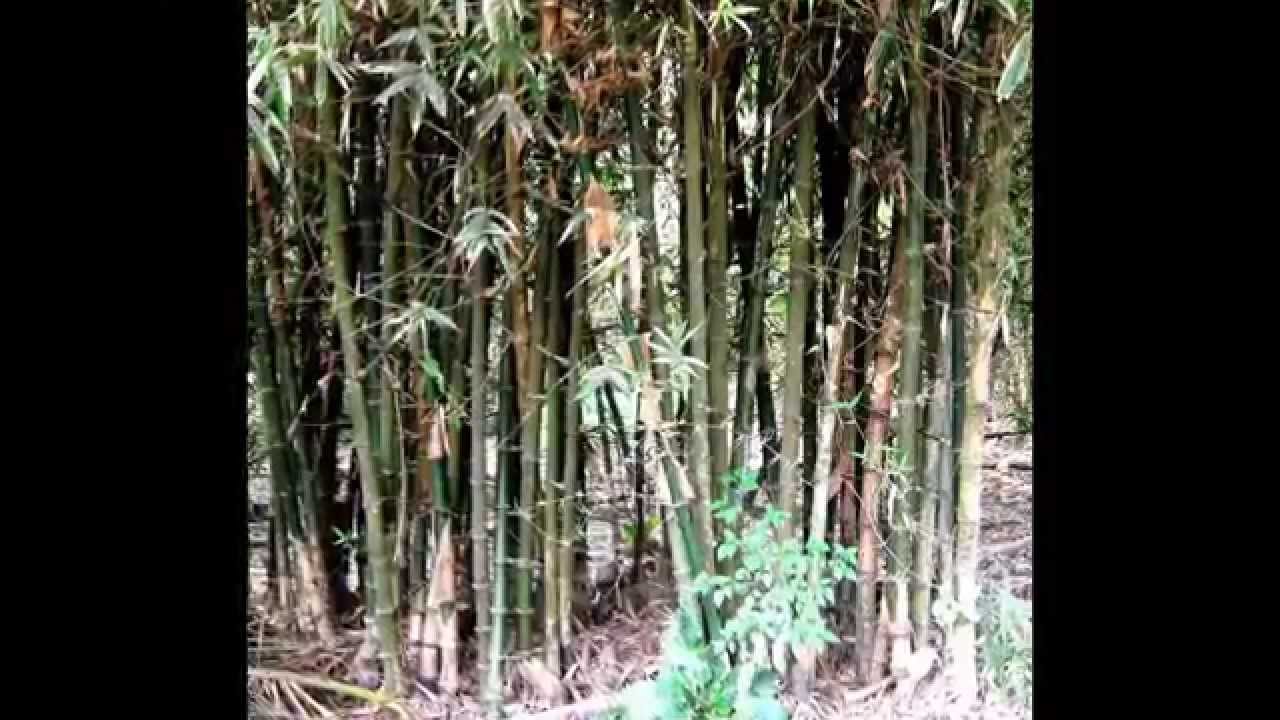 Beautiful bamboo forest from rural Barrackpore in India - YouTube