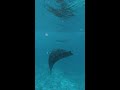 Manta Ray Spotted at Meeru Maldives