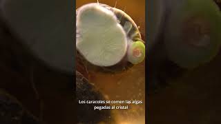 ¿Tienes algas en el acuario? Mira lo que hacen estos caracoles