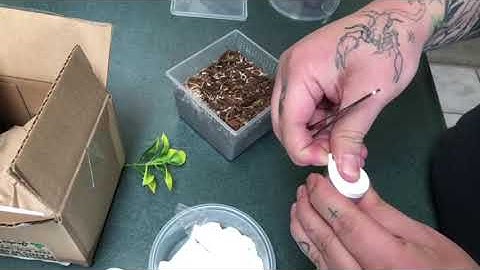 Josh’s Frogs Unboxing