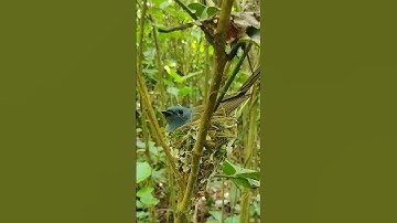 Bird Neste | birds sitting on tree branches, making nests ,Birds build nests and lay eggs and raise