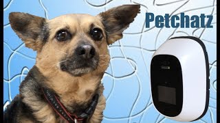 Top Video Chat Options For Pets