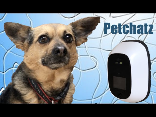 Top Video Chat Options For Pets