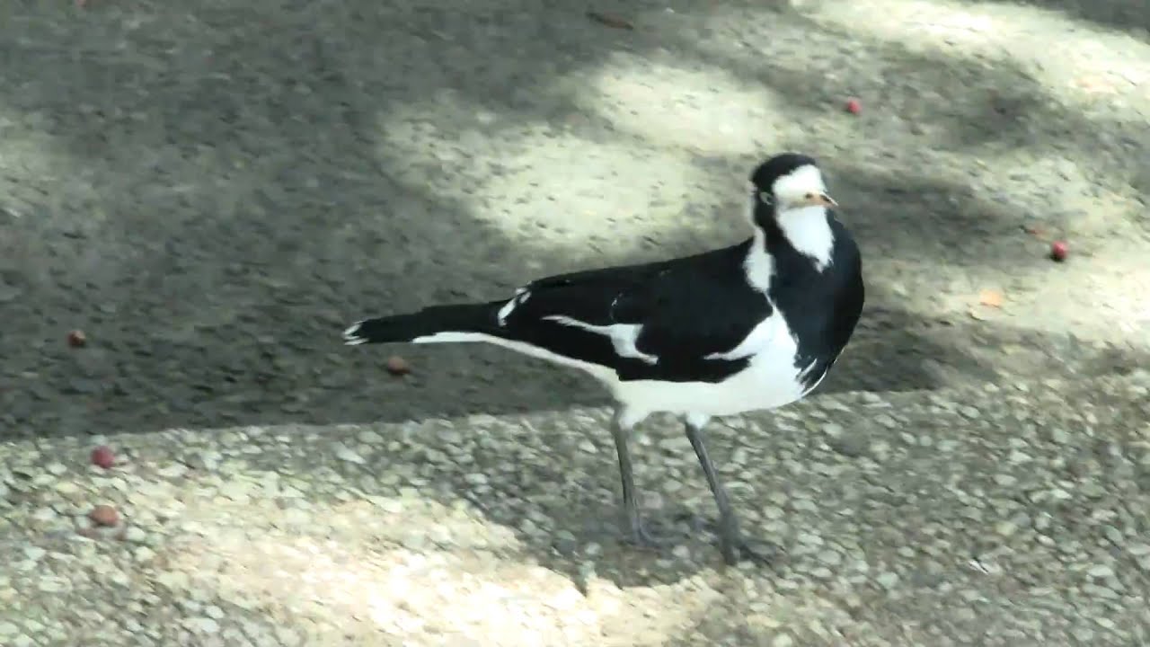 Magpie-Lark (Grallina cyanoleuca ♀) / Drosselstelze [1] 
