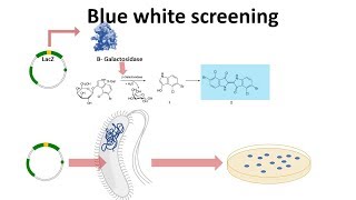 blue white screening Resimi