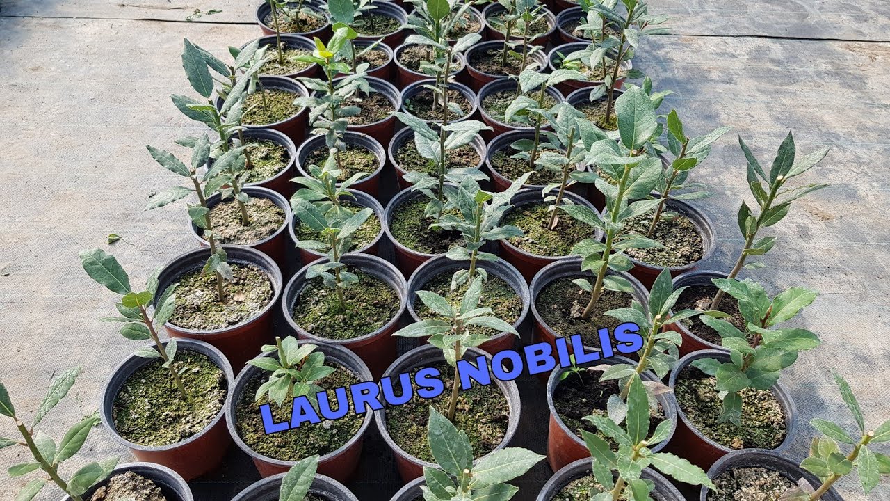 TAIEREA SI INMULTIREA DAFINULUI