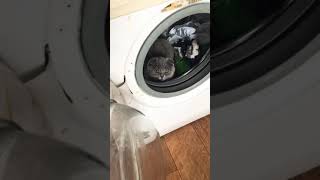 Кот в стиральной машине / Прикол с котом / Жизнь кота Рэкса Кот в стиральной машине / Прикол с котом / Жизнь кота Рэкса