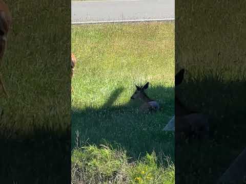 3 bucks resting     
