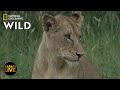 Safari Live - Day 317 | Nat Geo Wild